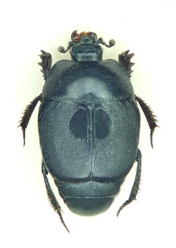 Hypocaccus rugiceps